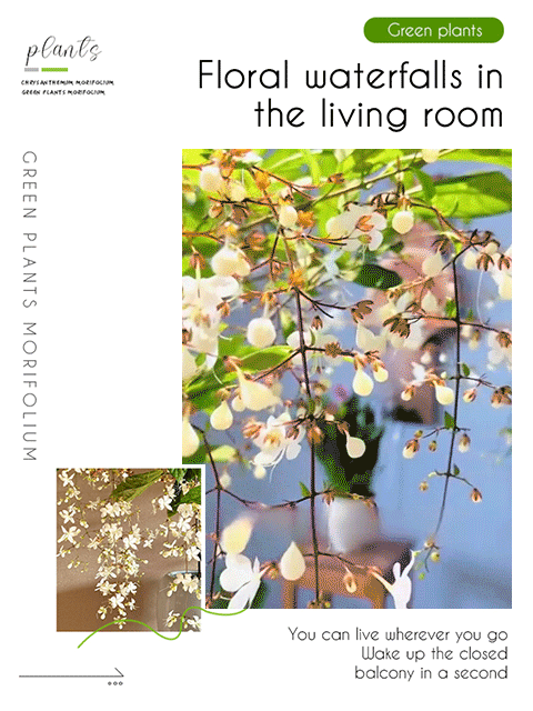 🌸Weeping Jasmine Seeds！