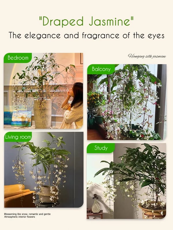 🌸Weeping Jasmine Seeds！